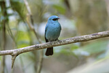 Image. Verditer Flycatcher