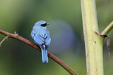 Image. Verditer Flycatcher