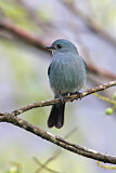 Image. Verditer Flycatcher