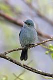 Image. Verditer Flycatcher