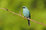 Image. Verditer Flycatcher