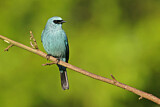 Image. Verditer Flycatcher