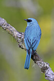 Image. Verditer Flycatcher