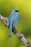 Image. Verditer Flycatcher