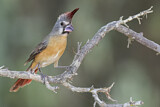 Image. Vermilion Cardinal
