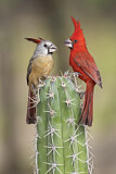 Image. Vermilion Cardinal