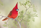 Image. Vermilion Cardinal