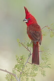 Image. Vermilion Cardinal