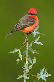 Image. Vermilion Flycatcher
