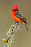Image. Vermilion Flycatcher