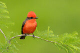 Image. Vermilion Flycatcher