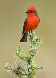 Image. Vermilion Flycatcher