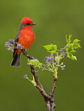 Image. Vermilion Flycatcher
