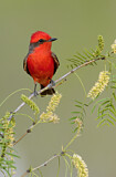 Image. Vermilion Flycatcher