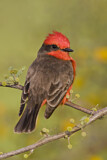 Image. Vermilion Flycatcher