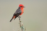 Image. Vermilion Flycatcher