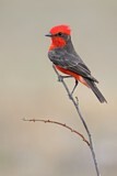 Image. Vermilion Flycatcher