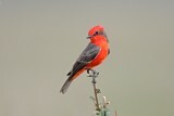 Image. Vermilion Flycatcher
