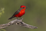Image. Vermilion Flycatcher