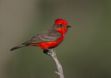 Image. Vermilion Flycatcher