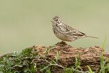 Image. Vesper Sparrow