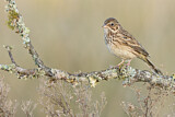 Image. Vesper Sparrow
