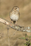 Image. Vesper Sparrow