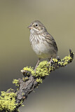 Image. Vesper Sparrow