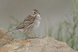 Image. Vesper Sparrow