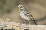 Image. Vesper Sparrow
