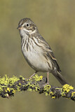 Image. Vesper Sparrow