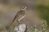 Image. Vesper Sparrow