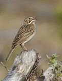Image. Vesper Sparrow