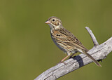 Image. Vesper Sparrow