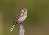 Image. Vesper Sparrow