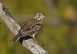 Image. Vesper Sparrow