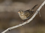 Image. Vesper Sparrow