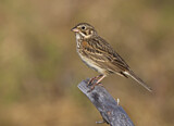 Image. Vesper Sparrow