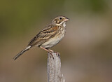 Image. Vesper Sparrow