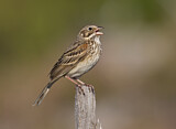 Image. Vesper Sparrow
