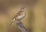 Image. Vesper Sparrow