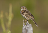 Image. Vesper Sparrow