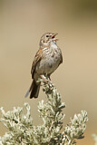Image. Vesper Sparrow
