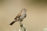 Image. Vesper Sparrow