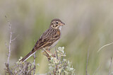 Image. Vesper Sparrow