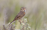 Image. Vesper Sparrow