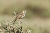 Image. Vesper Sparrow