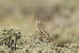 Image. Vesper Sparrow