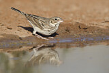 Image. Vesper Sparrow