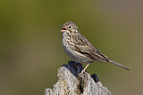 Image. Vesper Sparrow